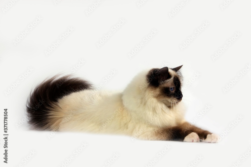 Seal Birmanese Domestic Cat laying against White Background Seal Birmanese Domestic Cat laying against White Background