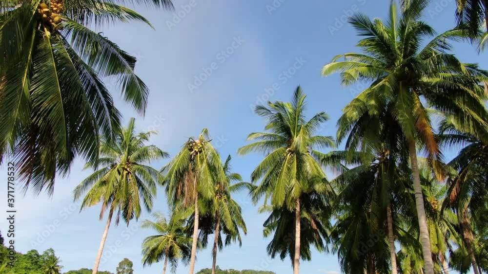 Filming in Thailand Koh Samui island, filming tall palms and blue sky from Dron Filming in Thailand Koh Samui island, filming tall palms and blue sky from Dron