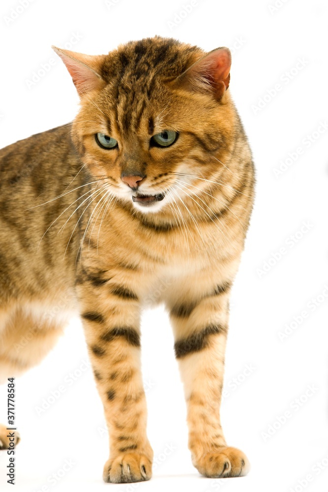 Brown Spotted Tabby Bengal Domestic Cat standing against White Background Brown Spotted Tabby Bengal Domestic Cat standing against White Background
