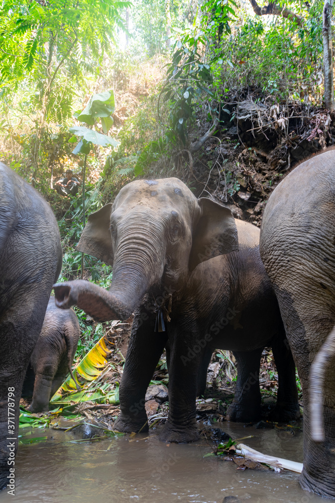 Fototapeta premium Elephants in Chiang Mai, Thailand.