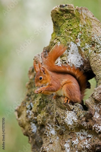 Red Squirrel, sciurus vulgaris, Eating Hazelnut, Normandy