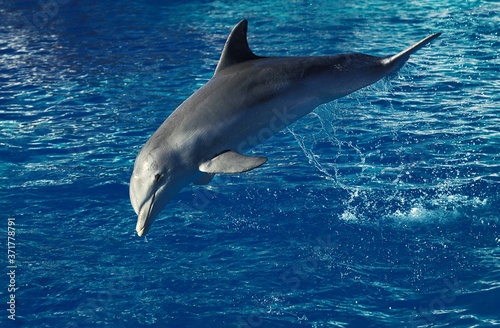 Bottlenose Dolphin, tursiops truncatus, Adult Leaping