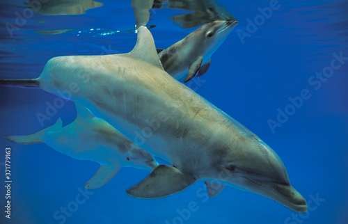 Bottlenose Dolphin  tursiops truncatus  Mother and Calf