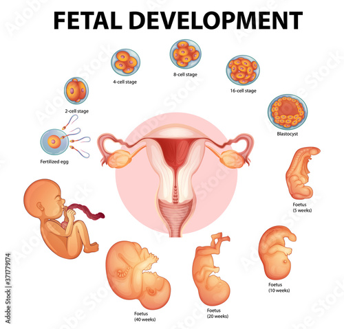 Stages human embryonic development
