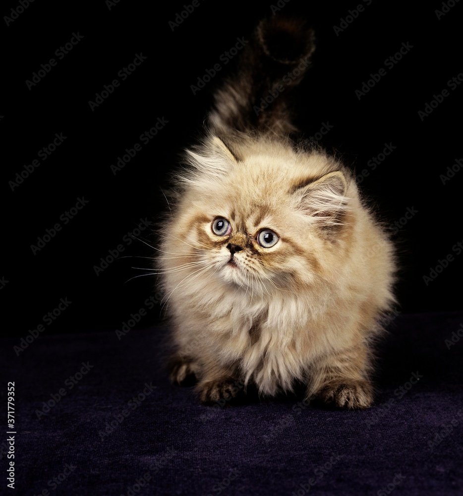 Colourpoint Seal Point Persian Domestic Cat, Kitten standing against Black Background