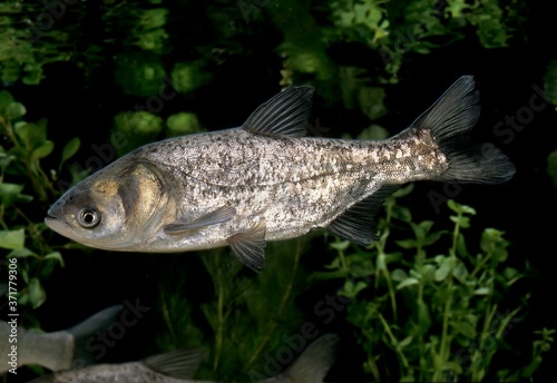 Silver Carp, hypophthalmichthys molitrix © slowmotiongli