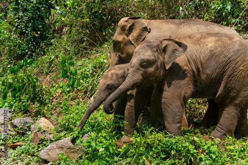 Photography Thai elephant and his family