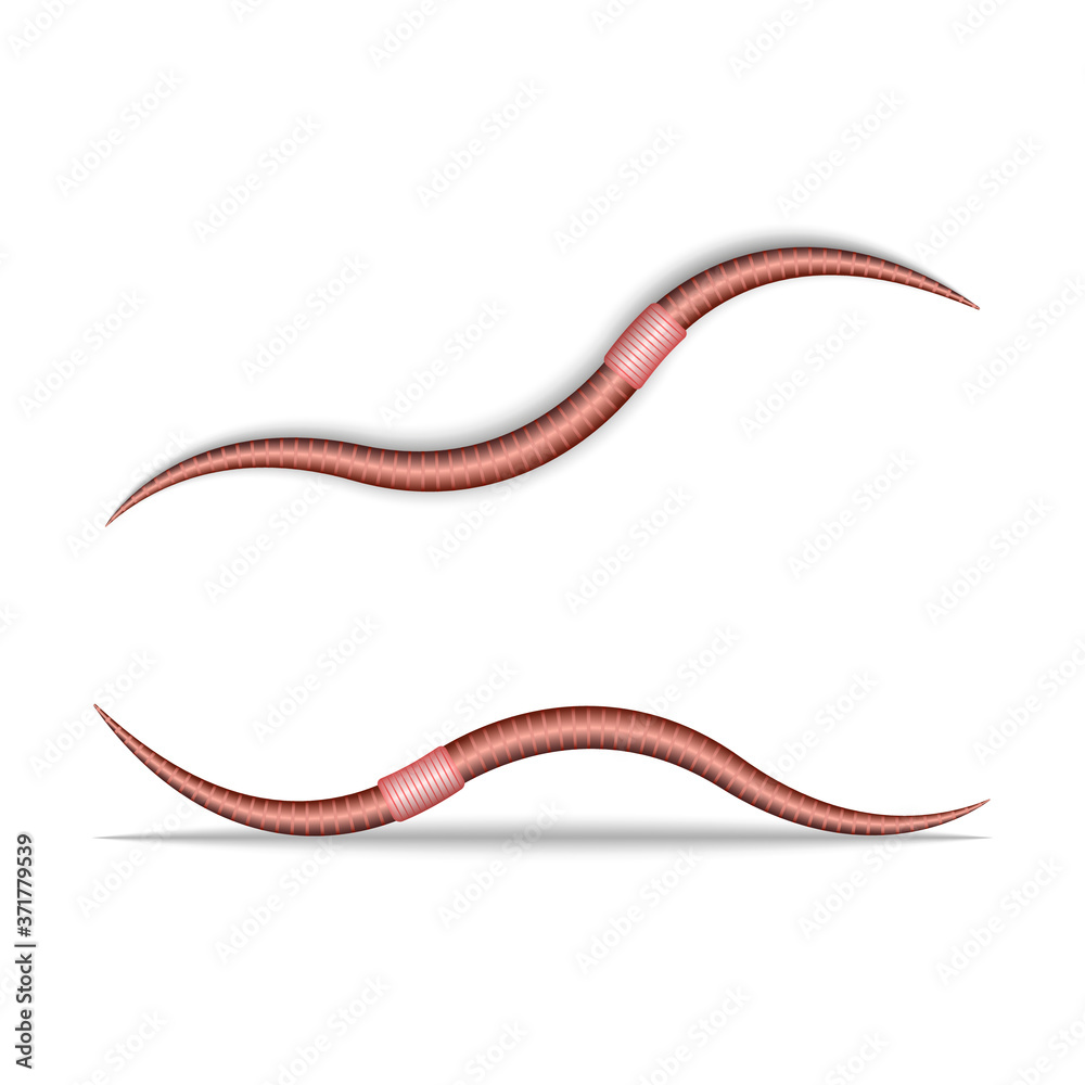 Crawling earthworm isolated on white 3d realistic vector illustration, terrestrial invertebrate animal Crawling earthworm isolated on white 3d realistic vector illustration, terrestrial invertebrate animal