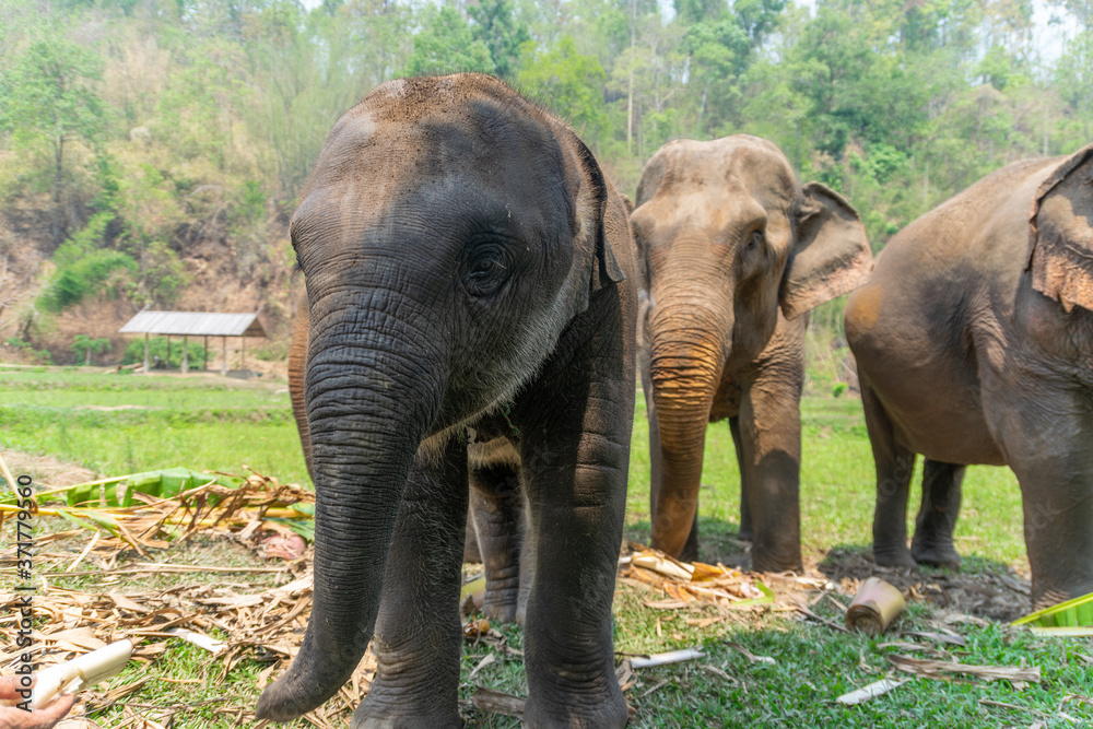 Baby elephants in Chiang Mai, Thailand.