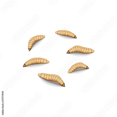 Fly maggot set isolated on white, 3d realistic vector illustration, crawling fly larvae bait for fishing photo