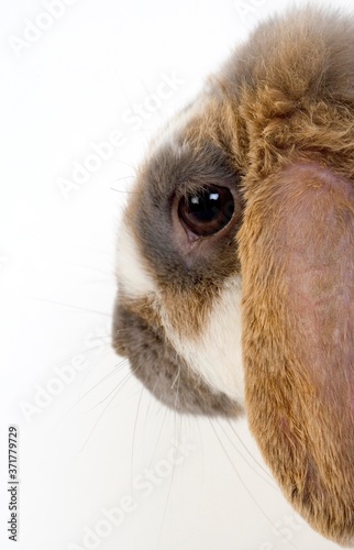 Lop-Eared Domestic Rabbit, Adult against White Background