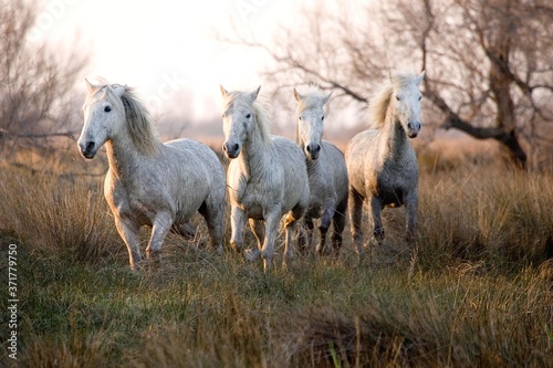 Fototapeta Naklejka Na Ścianę i Meble -  Camargue Horse, Herd, Saintes Maries de la Mer in the South East of France