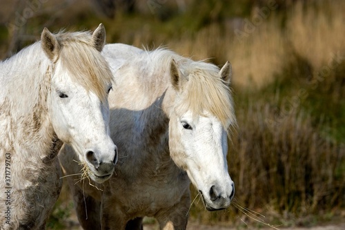 Camargue Horse  Pair eating Grass  Saintes Maries de la Mer in the South East of France