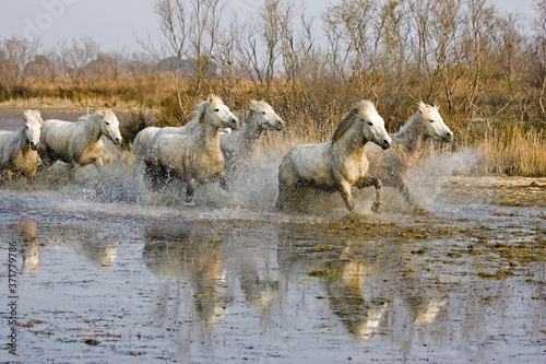Fototapeta Naklejka Na Ścianę i Meble -  Camargue Horse, Herd Trotting through Swamp, Saintes Maries de la Mer in the South East of France