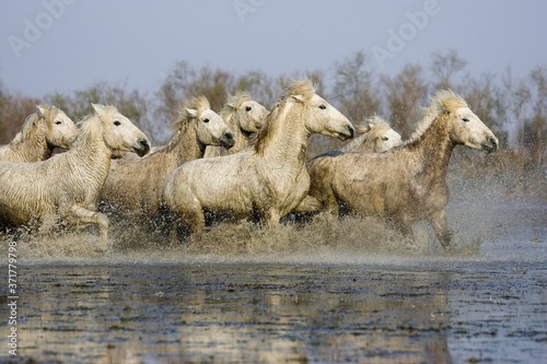 Fototapeta Naklejka Na Ścianę i Meble -  Camargue Horse, Herd Trotting through Swamp, Saintes Maries de la Mer in the South East of France