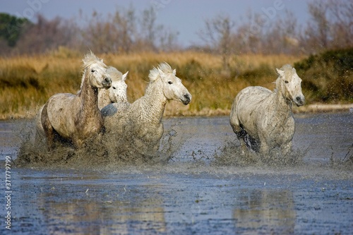 Fototapeta Naklejka Na Ścianę i Meble -  Camargue Horse, Group Trotting through Swamp, Saintes Maries de la Mer in the South East of France