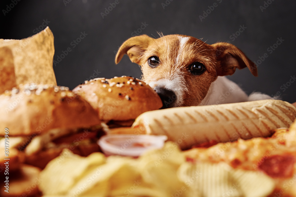 Hungry dog stealing food from table. Jack russell terrier puppy eat  unhealthy fast food. Pet nutrition Stock Photo | Adobe Stock