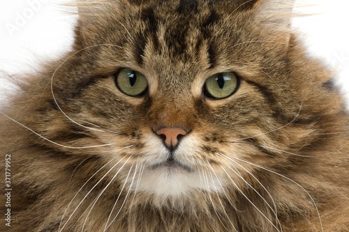 Angora Domestic Cat, Portrait of Male standing against White Background