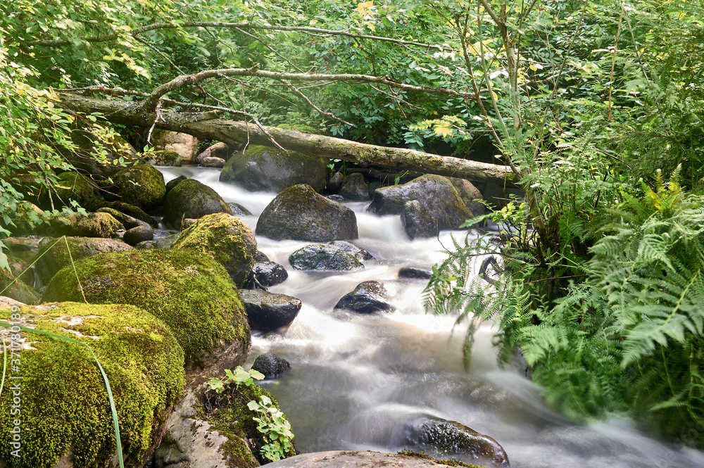 Fototapeta premium stony stream in the forest area