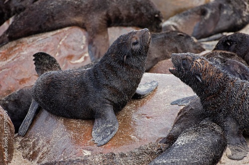 South African Fur Seal, arctocephalus pusillus, Pups, Cape Cross in Namibia