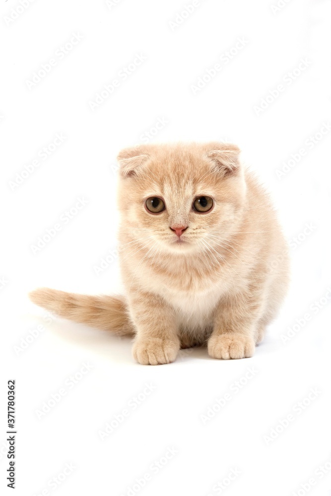 Cream Scottish Fold Domestic Cat, 2 Months old Kitten standing against White Background