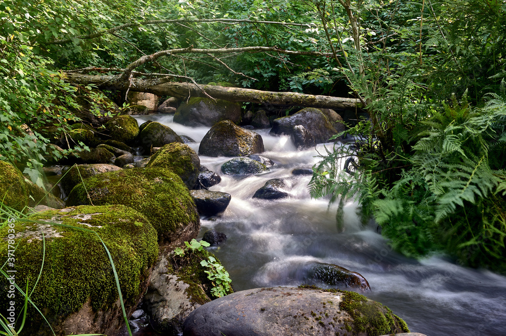 stony stream in the forest area