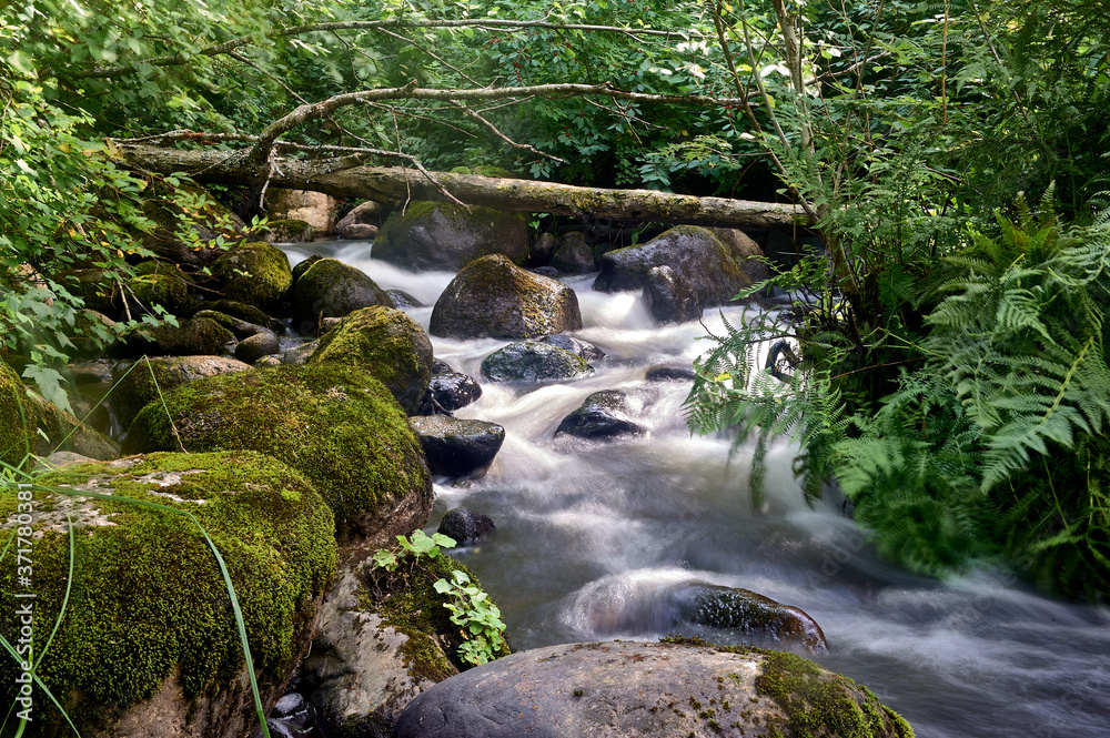 Fototapeta premium stony stream in the forest area