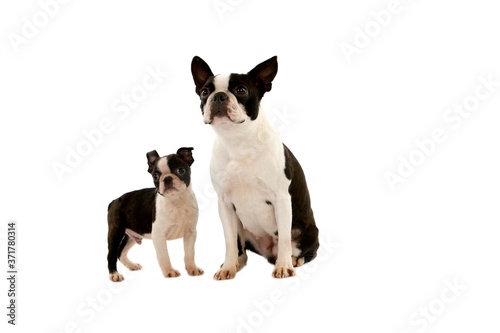 Boston Terrier Dog, Mother and Pup standing against White Background © slowmotiongli