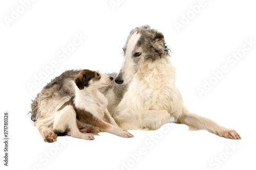 Borzoi or Russian Wolfhound, Mother and Pup against White Background