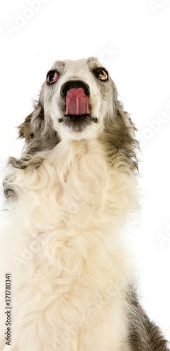 Fototapeta Naklejka Na Ścianę i Meble -  Borzoi or Russian Wolfhound, Portrait of Female licking its Nose against White Background