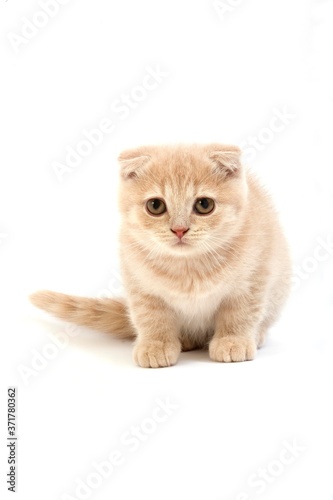 Cream Scottish Fold Domestic Cat  2 Months old Kitten standing against White Background