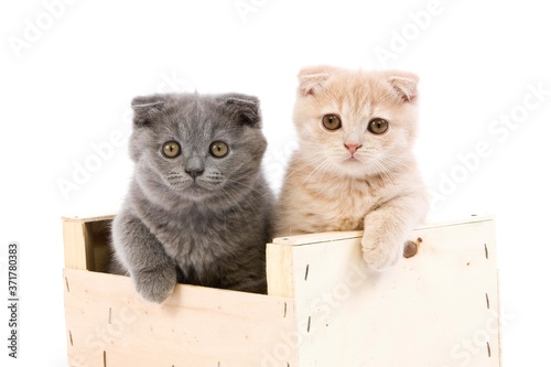 Blue and Cream Scottish Fold Domestic Cat, 2 Months old Kittens standing against White Background