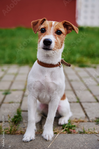 Dog on the grass in summer day. Jack russel terrier puppy looks at camera