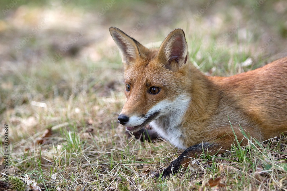 Red Fox, vulpes vulpes, Adult laying on Grass, Normandy