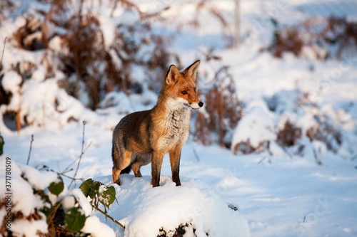 Red Fox, vulpes vulpes, Adult standing on Snow, Normandy