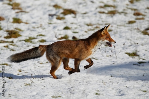 Red Fox, vulpes vulpes, Adult Running on Snow, Normandy