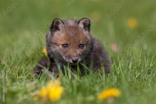 Red Fox, vulpes vulpes, Cub standing in Flowers, Normandy