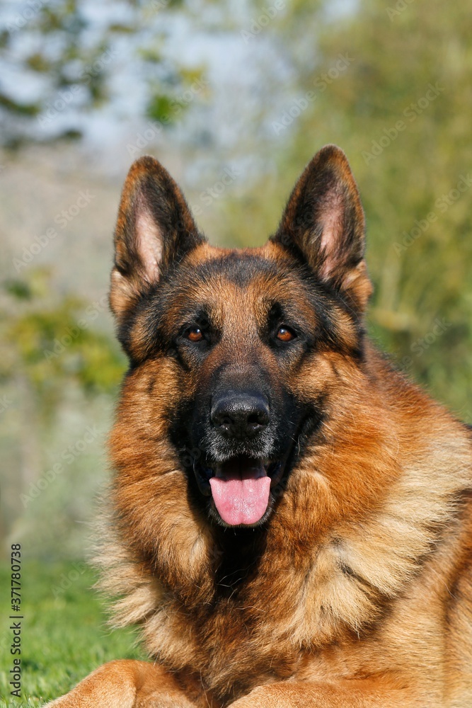 German Shepherd Dog, Portrait of Adult laying on Grass with Tongue out