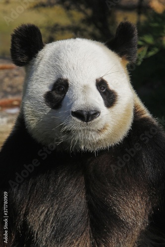 Giant Panda, ailuropoda melanoleuca, Portrait of Adult © slowmotiongli