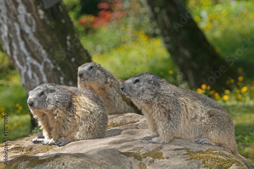 Alpine Marmot, marmota marmota, Adults standing on Rocks, France