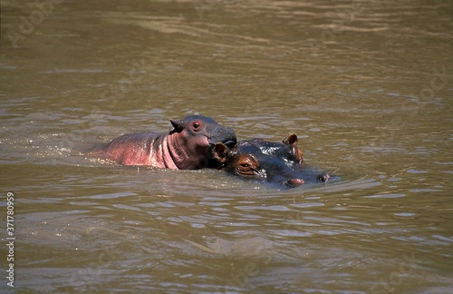 Hippopotamus, hippopotamus amphibius, Mother and Calf standing in River, Masai Mara Park in Kenya