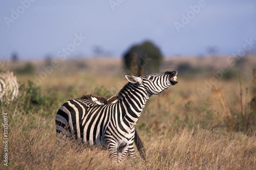 Burchell s Zebra  equus burchelli  Adult in Flehmen  Masai Mara Park in Kenya