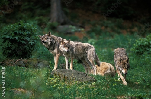 European Wolf, canis lupus, Group, Germany