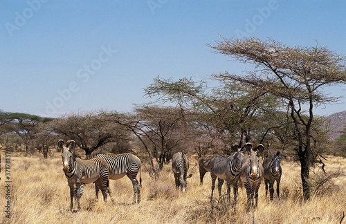 Grevy's Zebra, equus grevyi, Herd at Samburu Park, Kenya