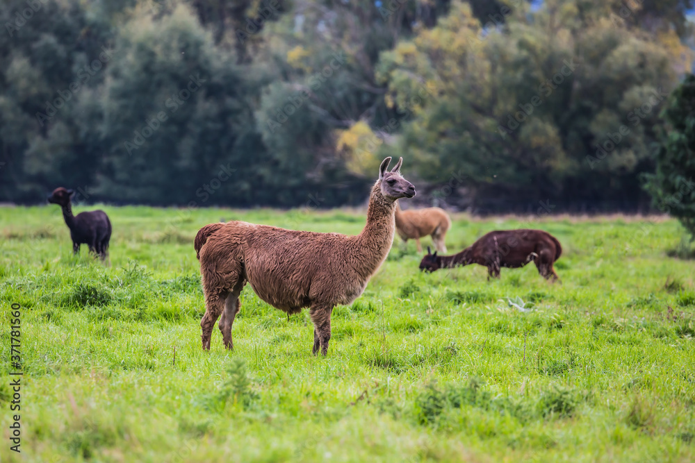 Herd of brown and black lamas