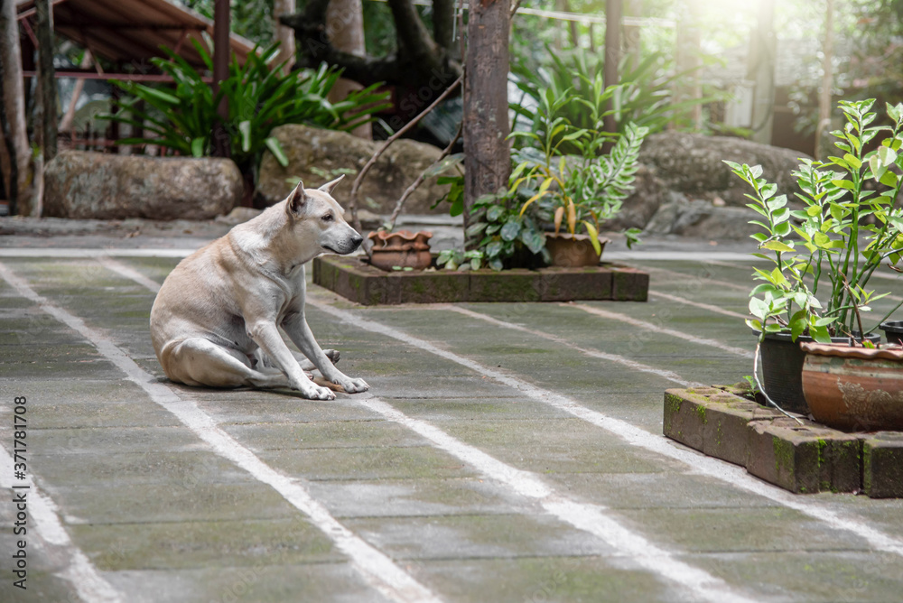 Obraz premium a dog abandoned at a temple in Thailand 