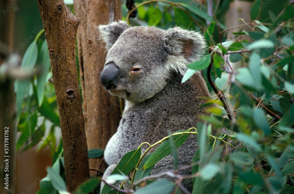 Obraz premium Koala, phascolarctos cinereus, Adult standing in Tree, Australia