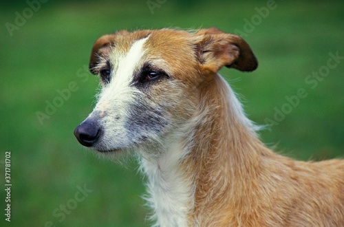Spanish Wire-Haired Galgo or Spanish Greyhound, Portrait of Adult