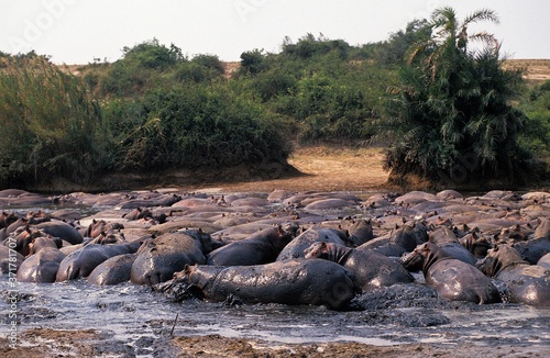 Hippopotamus, hippopotamus amphibius, Group standing near Lake, Virunga Park in Congo