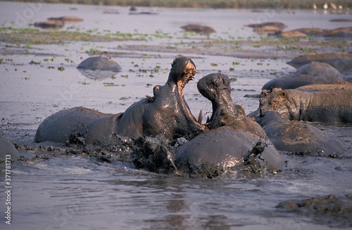 Hippopotamus, hippopotamus amphibius, Adults Fighting in Lake, Virunga Park in Congo